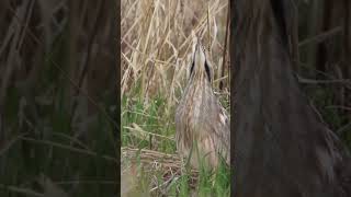 STRANGE mating call of the American Bittern wildlife americanbittern [upl. by Stanzel]