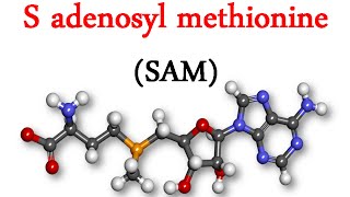 S adenosyl methionine SAM [upl. by Jb449]