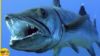 Pesca Mortal De Una Poderosa BARRACUDA La Criatura Oceánica Más Brutal De La Historia [upl. by Christos]