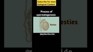 Full Process of Spermatogenesis spermatogenesis neetbiologyshort shortbiology [upl. by Burner]