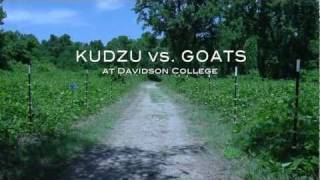 Kudzu No Problem Were bringing in the goats [upl. by Ettenig868]