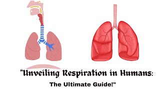 quotUnveiling Respiration in Humans The Ultimate Guidequot [upl. by Yrmac143]