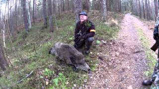 Drivjagt i Polen efter Vildsvin og Dåvildt  Driven Wild boar hunt new wwwjagtoglystfiskerhusetdk [upl. by Yanaton]