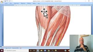 Musculoskeletal Module I in Arabic 38  Radial Artery part 1   by Dr Wahdan 2022 [upl. by Eahsed]