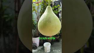 লাউগাছেরপরিচর্যা food nibeditaskitchen youtubeshorts love লাইকিভিডিও কমেন্ট subscribe [upl. by Nimrahc]