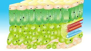 Animation 91 The structure of the leaf [upl. by Kesley504]