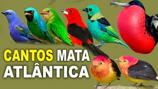 CANTOS DE AVES da MATA ATLÂNTICA  PÁSSAROS da MATA ATLÂNTICA [upl. by Einahets]