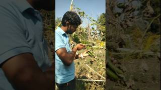 Harvesting fresh sponge gourd nature farming spongegourd shorts [upl. by Riggall]