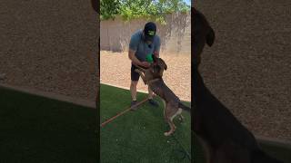 Discover the powerful Premack Principle for fun and effective dog training [upl. by Meesaw370]