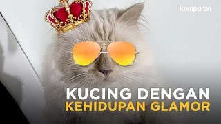 10 Fakta Menarik Choupette Kucing Kesayangan Karl Lagerfeld [upl. by Arba905]