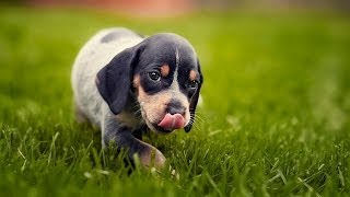 60 Seconds Of Cute Bluetick Coonhound Puppies [upl. by Stodder590]