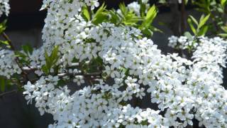 Spiraea thunbergii beautiful white flower 雪柳 [upl. by Alehcim]