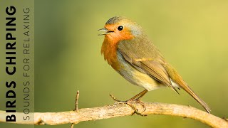 Birds Singing  11 Hour Bird Sounds Relaxation Soothing Nature Sounds Birds Chirping [upl. by Esilenna665]