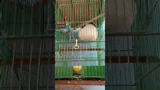 New budgies aur hogoromo lelye [upl. by Anan]