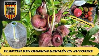 Pourquoi Replanter des Bulbes d’Oignon Rouge Germés  Guide Complet en Automne [upl. by Vasos694]