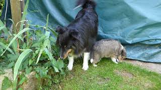 VDH Shelties vom Ponyhügel Mund NWurf gemütlich im Garten Tag 36 und 31 [upl. by Ahsaekal]