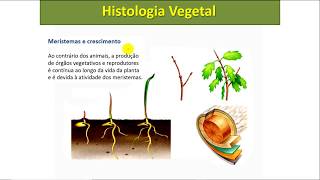 Tecidos Meristemáticos  Histologia Vegetal [upl. by Fadiman]