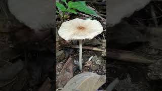 Psathyrella mushroom fungi mushroom [upl. by Suiravaj]