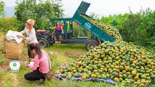 Use Truck Transport And Hire People To Harvest Orange Gardens To Sell  Selling Ducks [upl. by Niessuh]