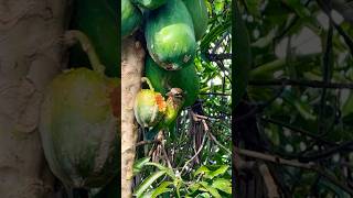 Small green barbet or Whitecheeked barbet♥️ wildlifenaturefrugivorousbirds [upl. by Ehman831]