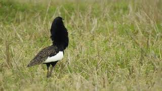 Bengal Florican Standing Display [upl. by Lemej]