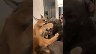 Caracal Cat vs Dog fight😸👊 tiktok tiktokfunny tiktokmoments caracal cat [upl. by Enileve]