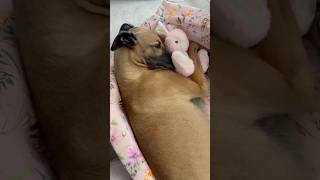 This adopted dog loves her stuffed animal ❤️ [upl. by Lliw]