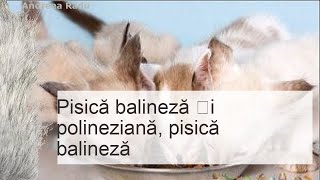 Pisică balineză  caracter și culoare istoria originii sănătatea îngrijirea și întreținerea pisi [upl. by Heurlin]