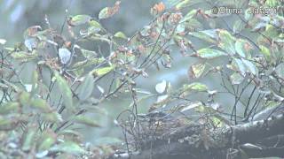 ChinaJiangXiblue crowned laughingthrush2011Mayfeeding juveniles [upl. by Enylrac]