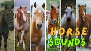 HORSE SOUNDS Neighing Whinying Snorting Galloping and more [upl. by Adlev]