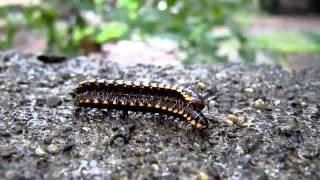 Millipedes mating and feeding [upl. by Aistek]