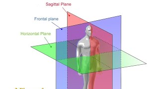 Les plans anatomiques de référence [upl. by Aivart670]