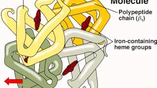 Hematology  Physiology  Part 1 [upl. by Arbe972]