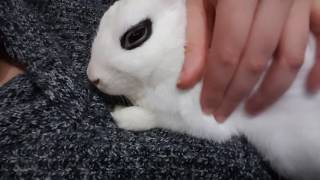 How to put your Bunny to sleep in 10 seconds  Bunny Purring [upl. by Rakso]