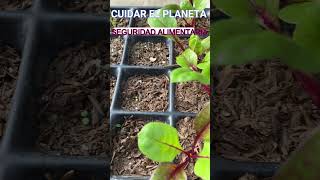 SEMBRAR EN SEMILLERO DE FORMA ESCALONADA huertaecologica plantas huertaorganica [upl. by Yllier]