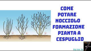 Come potare nocciolo formazione pianta a cespuglio [upl. by Cheung318]