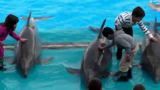 Delfines dolphins en el Oceanografico de Valencia [upl. by Allit426]