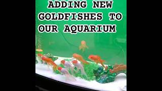 ADDING NEW GOLDFISHES TO OUR AQUARIUMgoldfishworldgoldfishtankviralvideoviralshortaquarium [upl. by Agn]