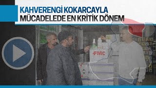 Kahverengi kokarcayla mücadelede en kritik dönemdeyiz [upl. by Hillyer]