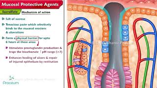 Mucosal Protective Agents Sucralfate amp Bismuth compounds [upl. by Mercado554]