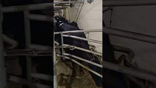 delaval training cow [upl. by Barraza6]