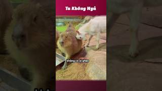 Đùa không vui bộ trưởng đã căng 🐹 takhongngu [upl. by Wardlaw]