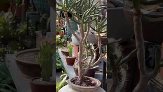 💚 Slow growing rare succulent tree Aloe ramosissima quotMaidens Quiver treequot 💚 [upl. by Yong]