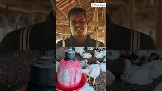 Broiler Chicken Farming Business Complete Guide BroilerFarming BroilerChicken ChickenFarming [upl. by Htebasil]