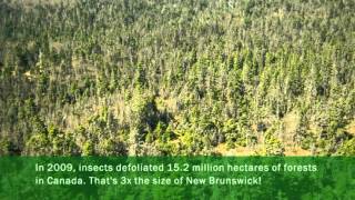 Improving Tolerance to Spruce Budworm  Naturally [upl. by Ajiam617]