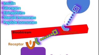 Receptors amp Signal Transduction A Summary Metabolism Made Easy [upl. by Raddatz]