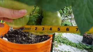 Grow Vegetation FAST with These Pro Tips [upl. by Gabey]