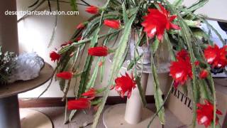 My Epiphyllum ackermannii Orchid Cactus in STUNNING full Flower [upl. by Nnylirret]