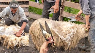 Sheep Shearing the OLD STYLE at Romanian Sheepfold [upl. by Nonnag]