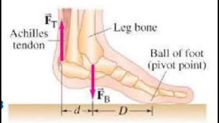 1219  The Achilles tendon is attached to the rear of the foot as shown in Fig 1258 When a per [upl. by Dedrick891]